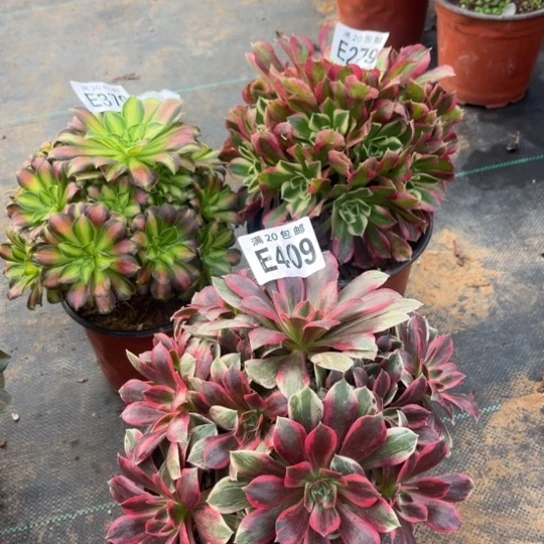 409三个法师不包断枝