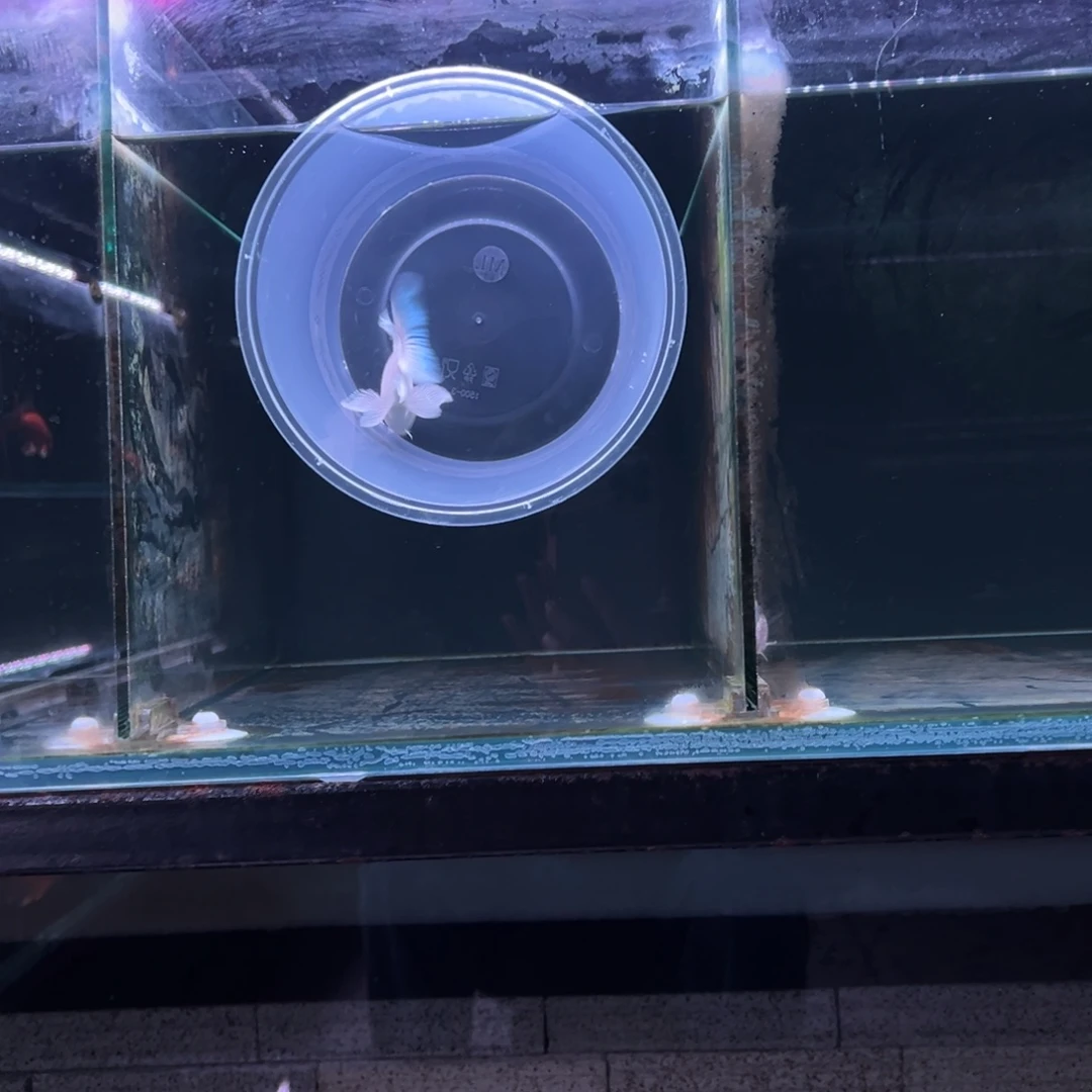 海水鱼用****5精品蝴蝶鲤