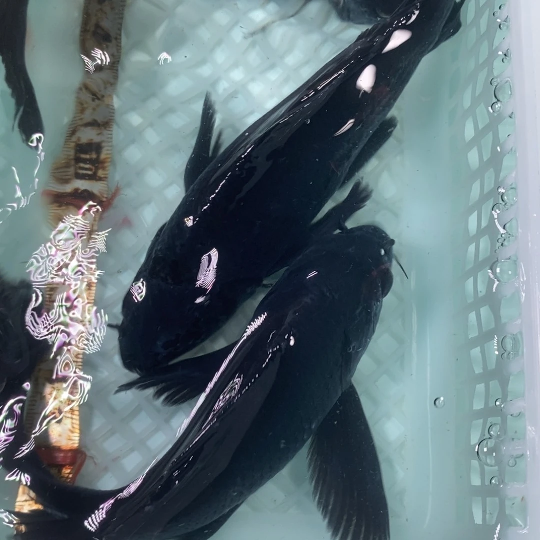 锦鲤冷水锦鲤包邮