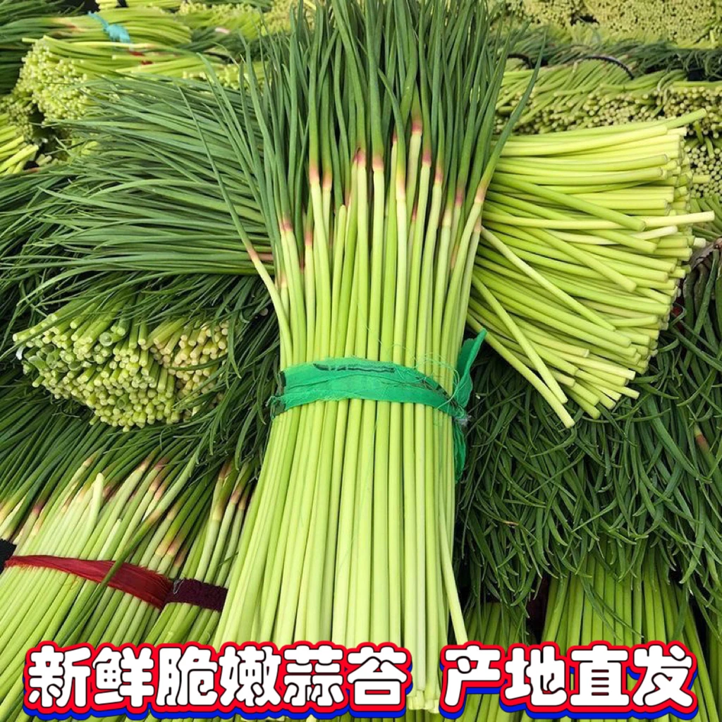 【新鲜脆嫩】农家漏天蒜苔当季蔬菜蒜毫蒜苗蒜香十足红帽蒜苔河南