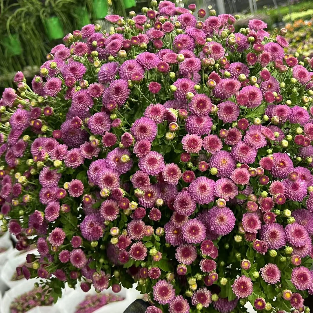 猫眼宝石球菊盆栽多年生庭院阳台耐热耐晒爆花强新手易养护