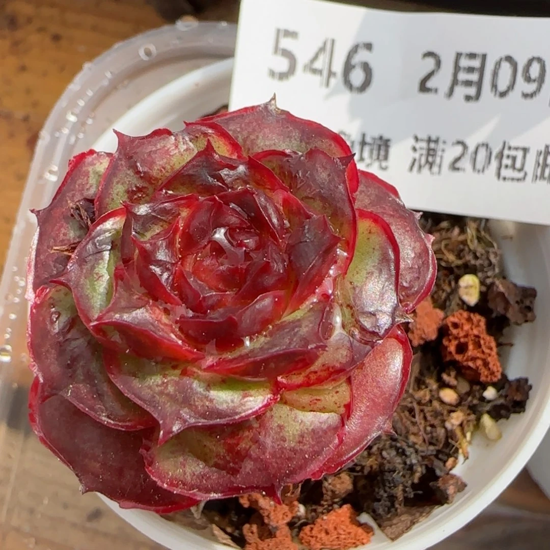 花语逸境0209-546