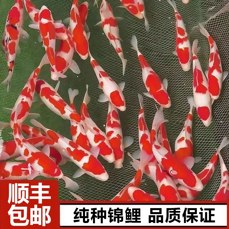 日本引进大正三色红白锦鲤金鱼观赏鱼冷水淡水热带活体好养小鱼苗