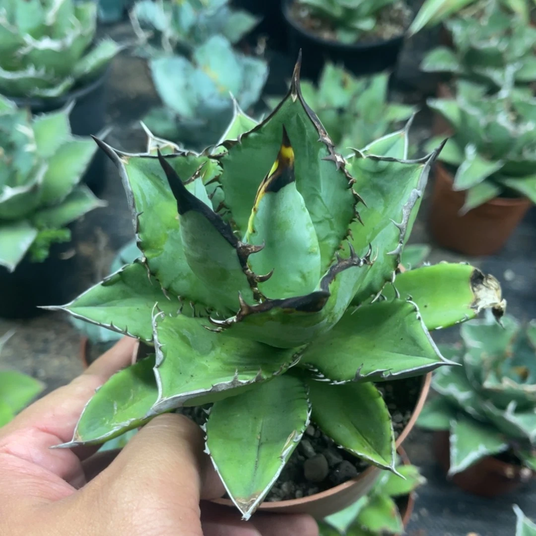 小岛白刺仁王冠系列