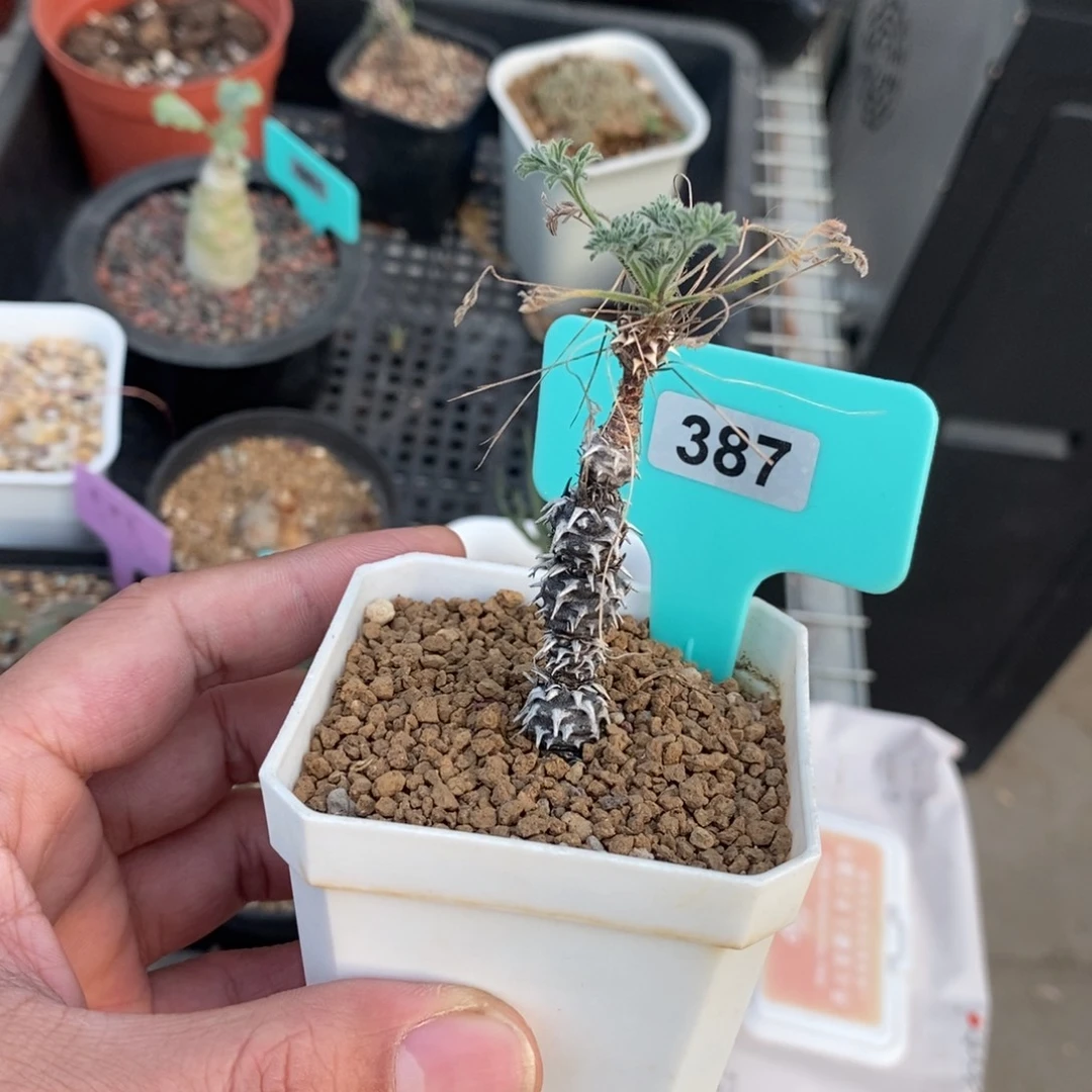 产地豪猪杨奎产地多肉植物