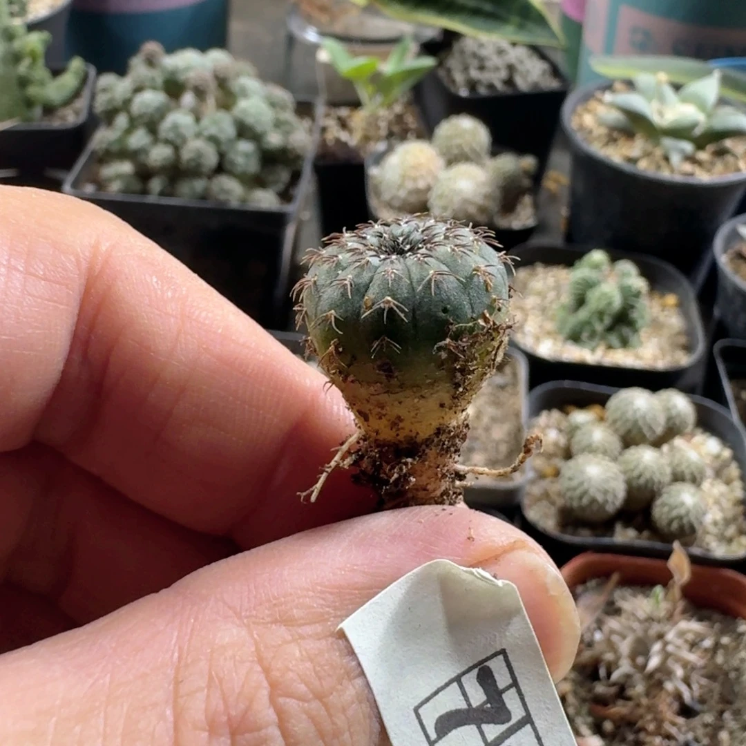 736大型士童1.5cm一个随机脱土发货