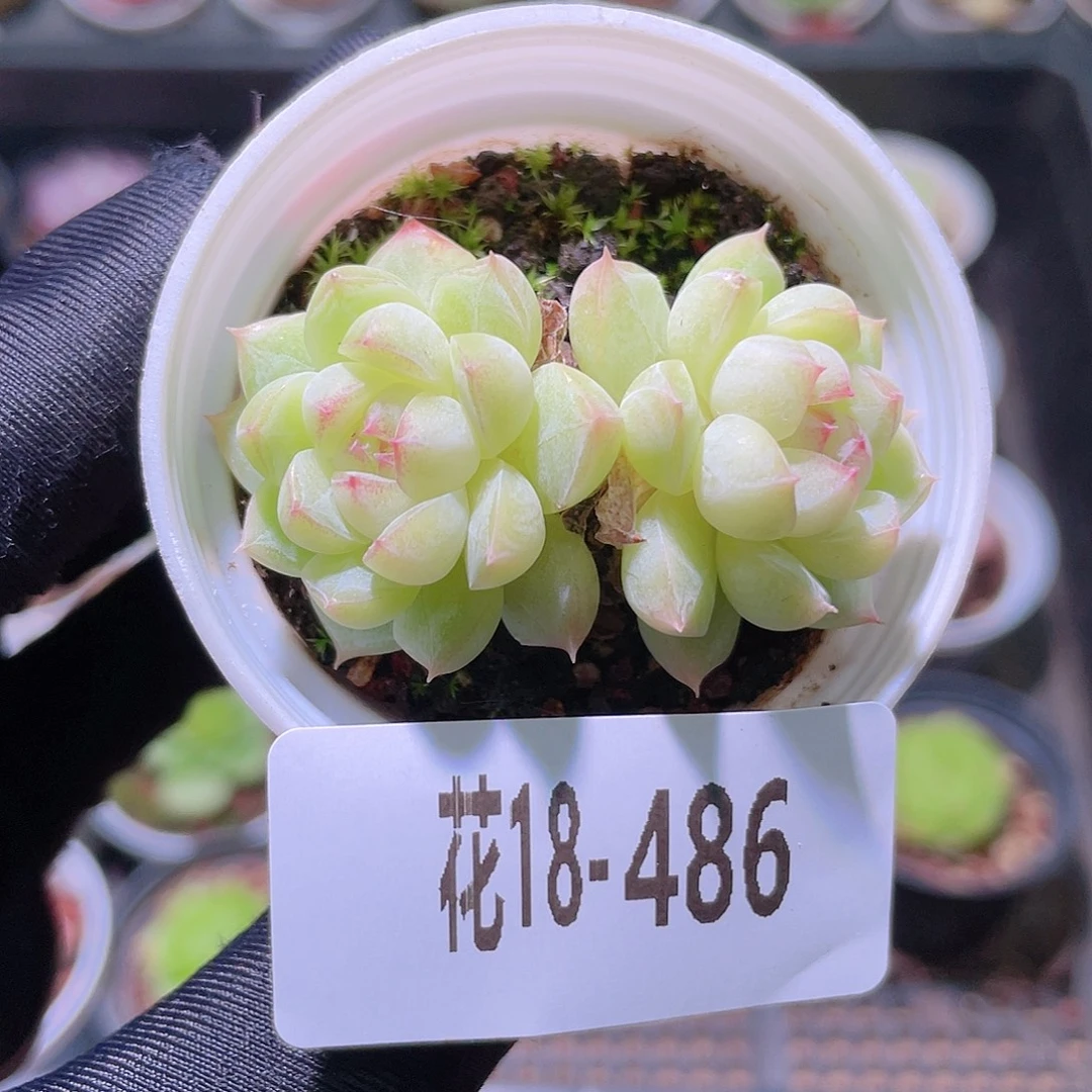 花利美18-486新品