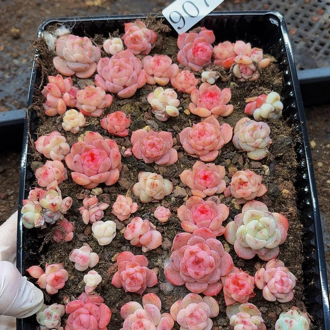 熟****人多肉植物多肉植物907