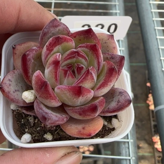 221夜魔侠一物一拍多肉