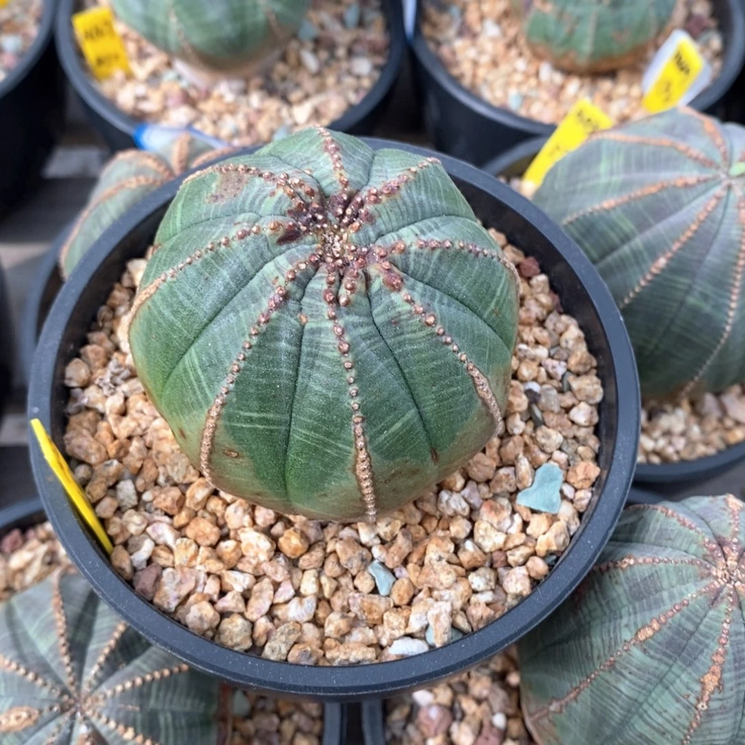 12 欧系实生布纹球多肉植物