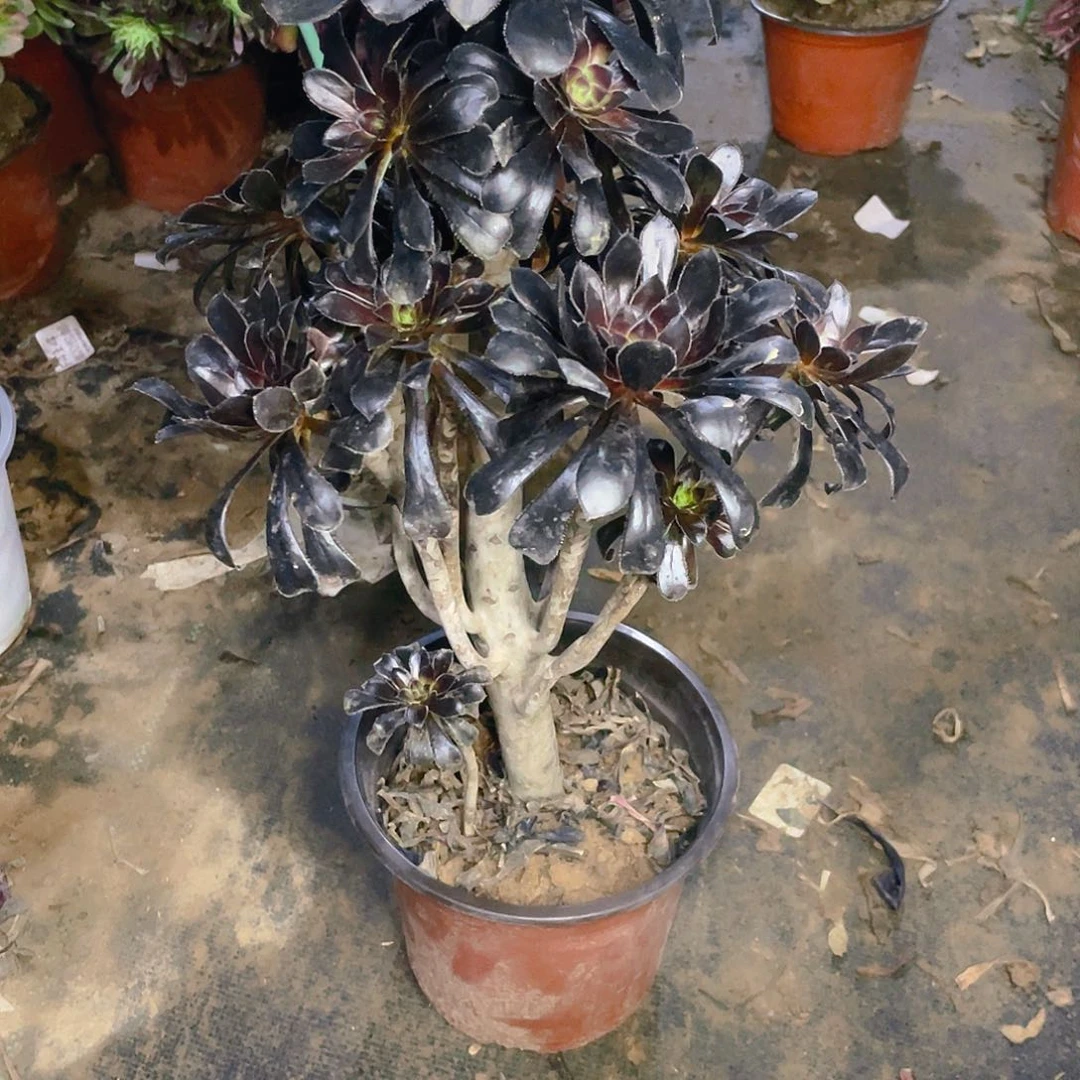 434墨法师多肉小损不包