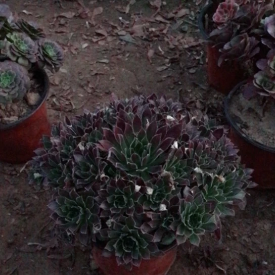 火凤凰法师多肉植物9