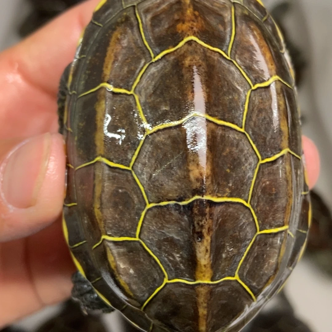 中华草龟不分公母