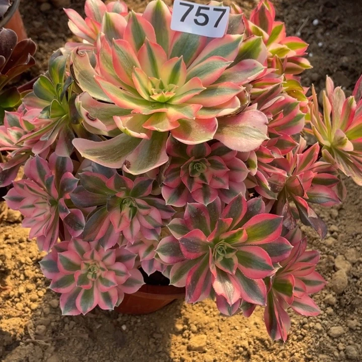 无花朵757多肉植物粉女巫