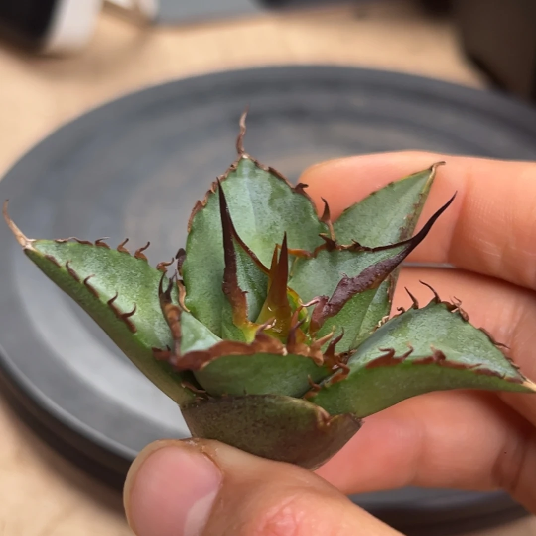 大***错龙舌兰仁王冠优选顶芽