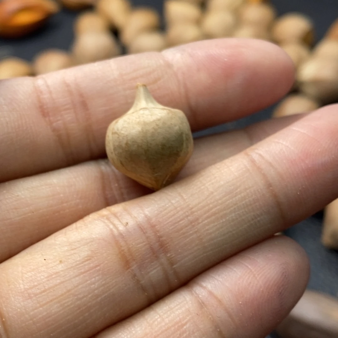 林****橄榄核手串/手链1