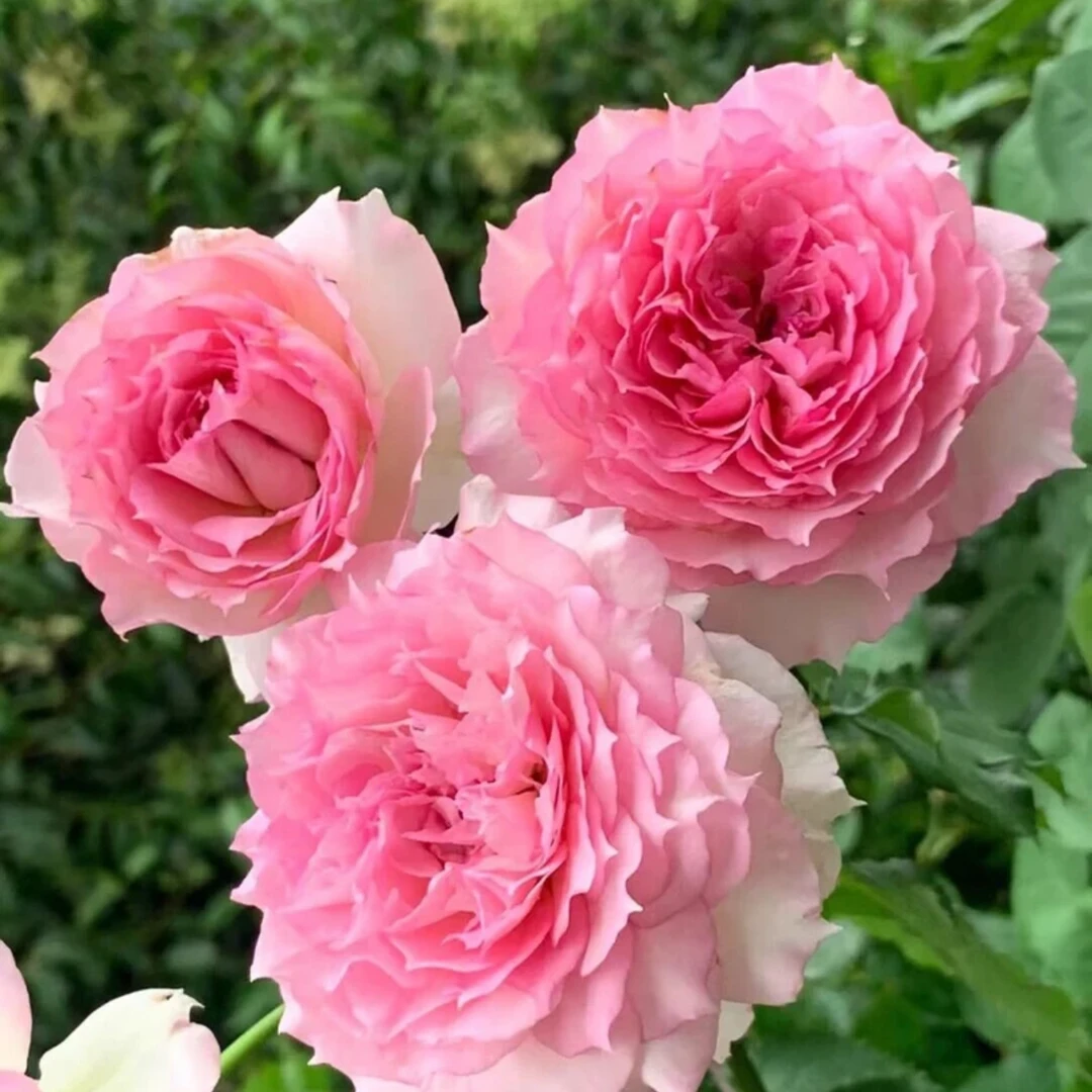 粉色天方夜谭 树桩月季棒棒糖