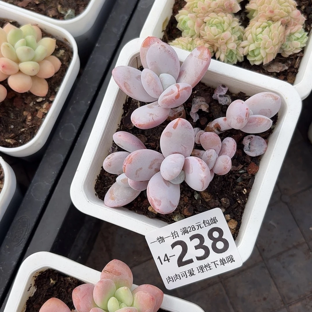 雪美人无盆土发货无