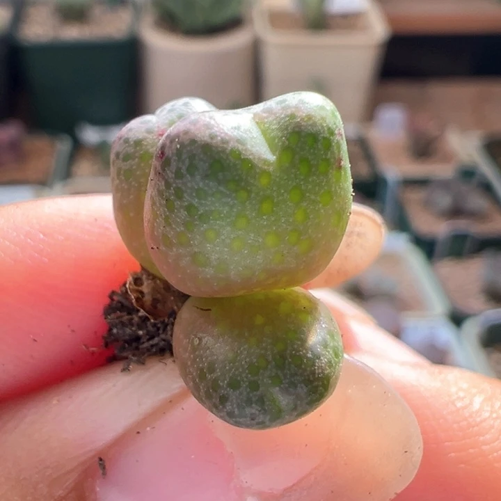 A776.  优选超胖体斑马。 开播福利。