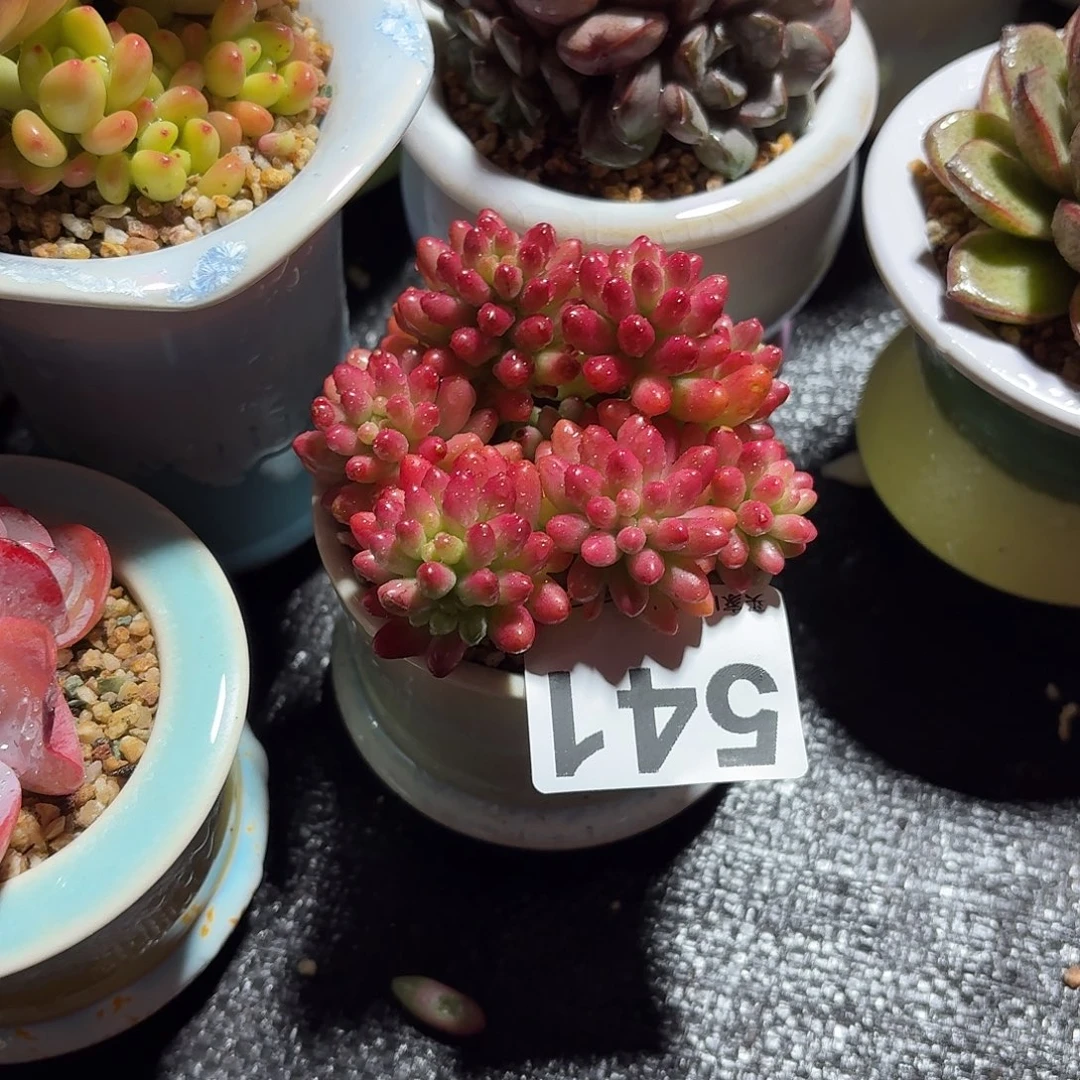 祤***虹之玉锦多肉带盆发货541