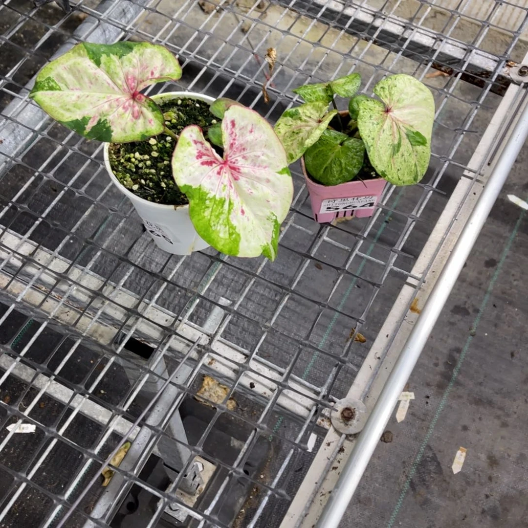 小***呜无花朵         565.564薄荷糖阿松凯不包售后