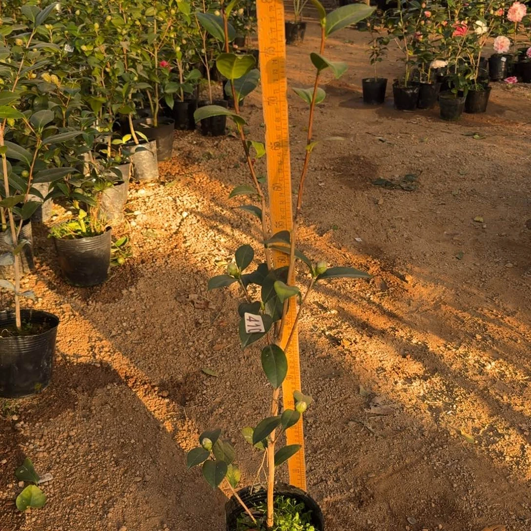 少量花朵（建议范围：2朵-5朵 或40%以下）410斑水屋