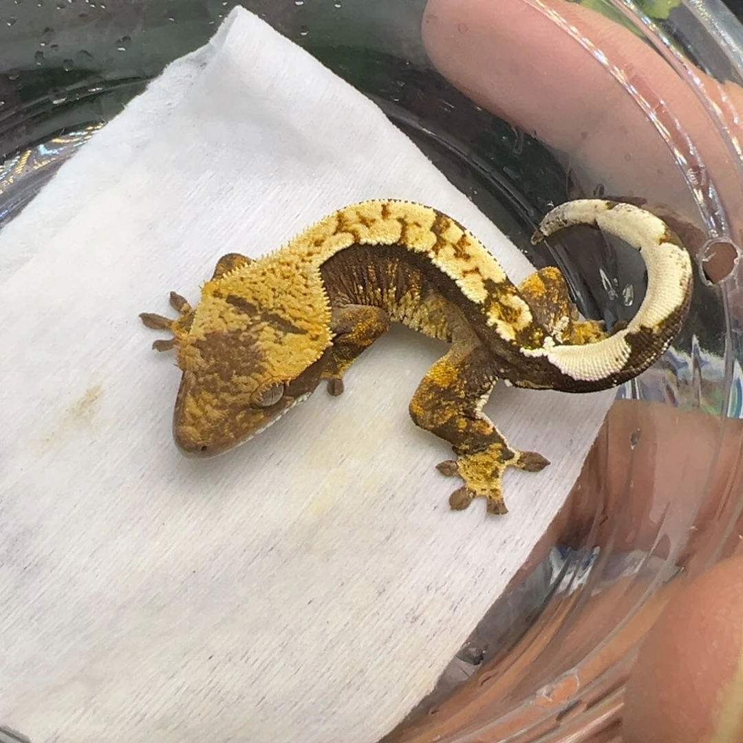 睫角守宫橙纹奶油三色