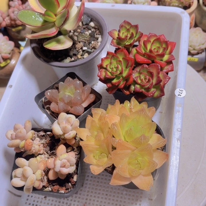 框拍一物一拍编号374