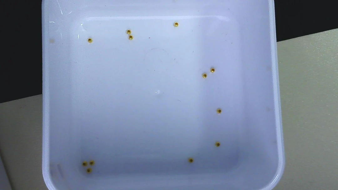 黄金足金小金 豆