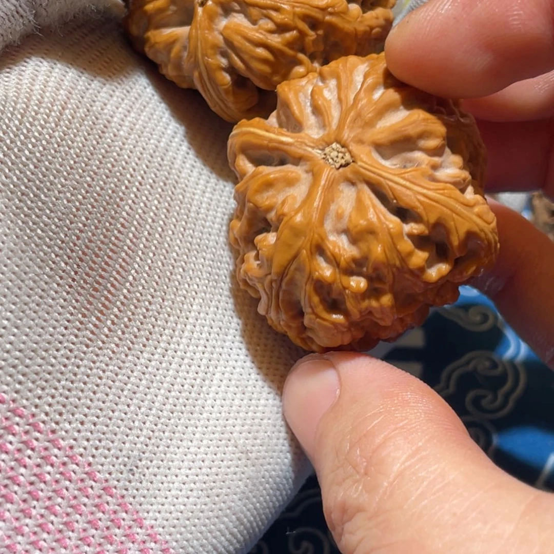 也*红锦鲤等系列新品上架咯