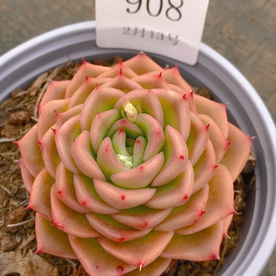 【闪购商品】云908