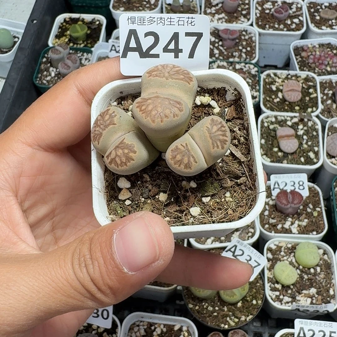 何***解247多肉植物多肉植物