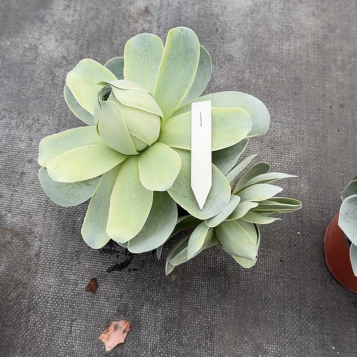 山地玫瑰一物一拍脱土发，1号，不包断侧芽