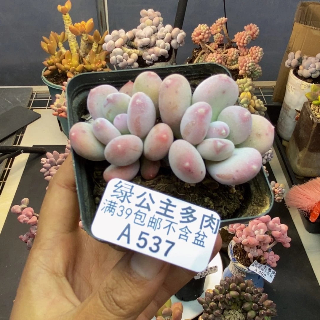 537稻田姬多肉5cm
