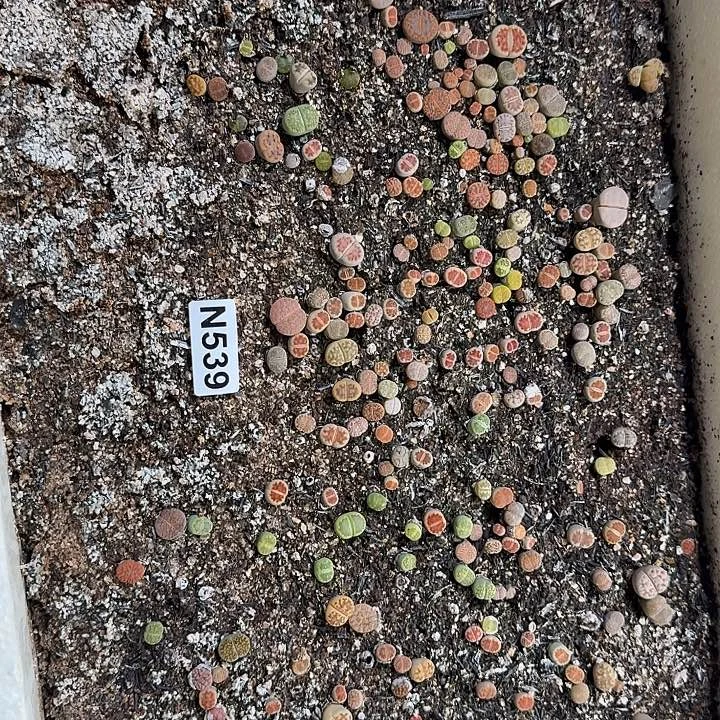 生539石花整筐脱土发货
