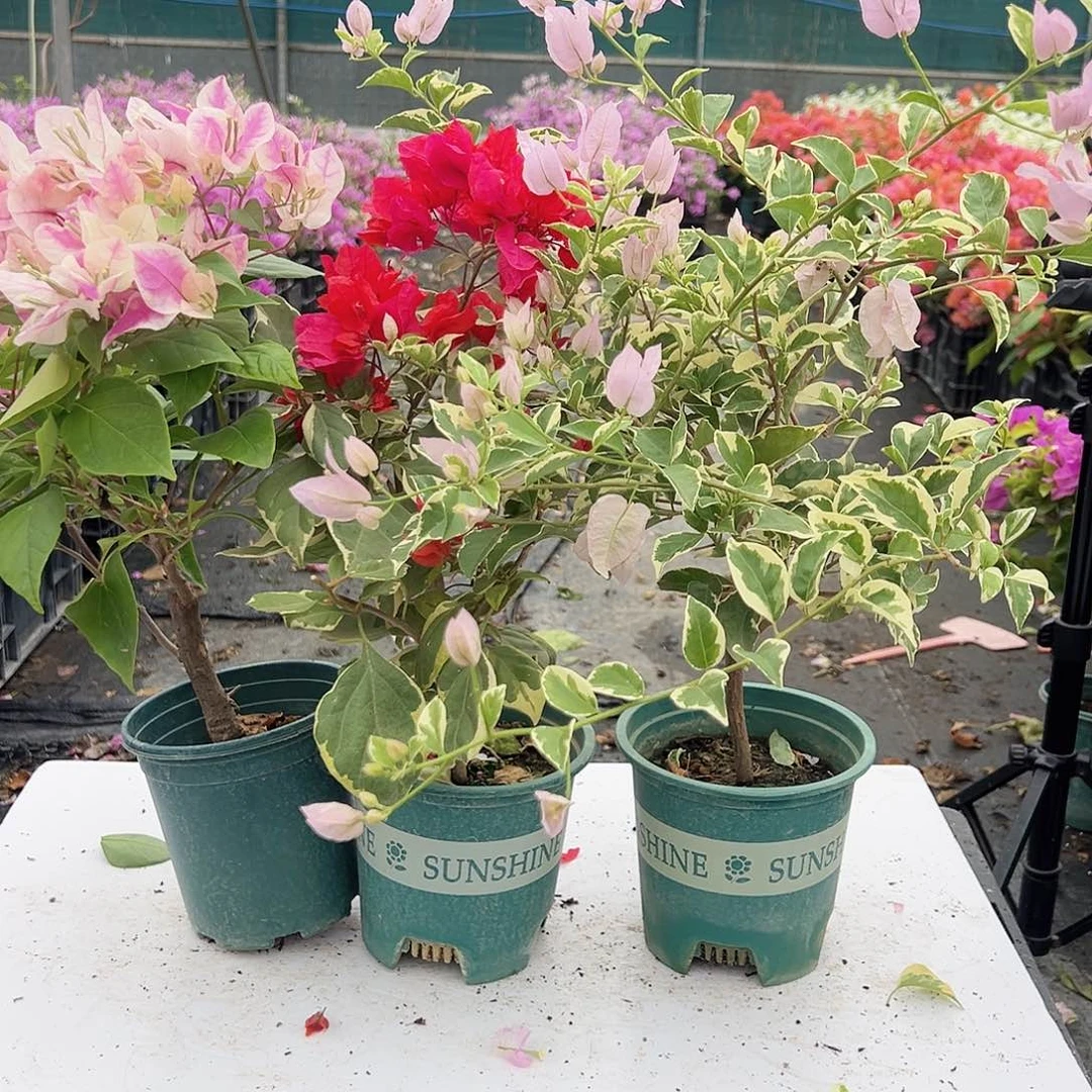 大部分花苞少量开放漳红樱，孟加拉红，花叶苹果花