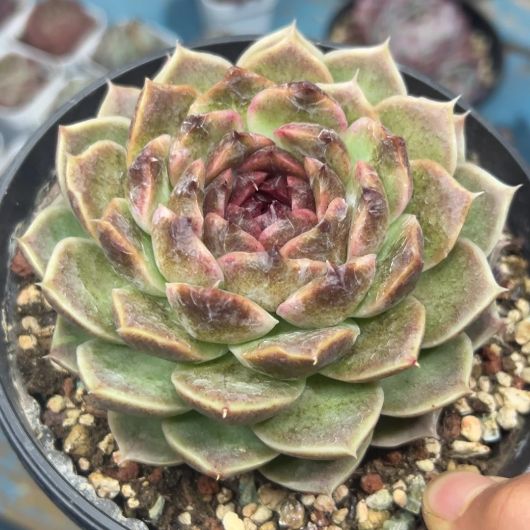 多肉植物一物一拍（46号）