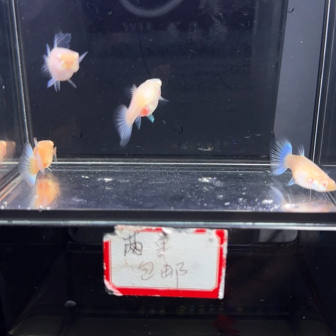 孔雀鱼四条蓝白母鱼