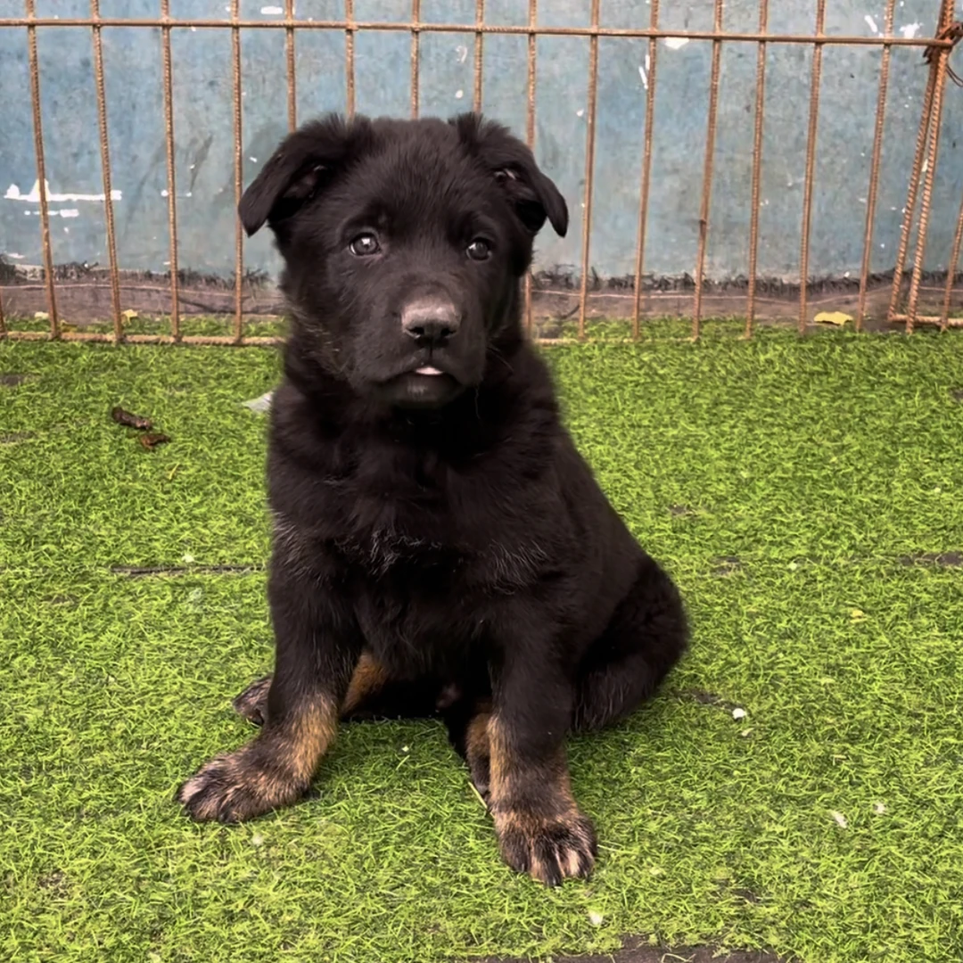 东德牧羊犬，活体狗狗