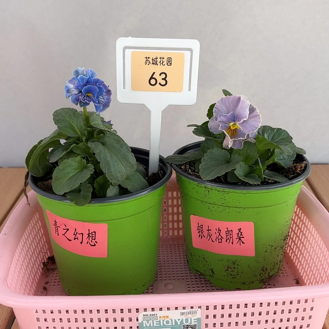 大部分开放少量花苞63