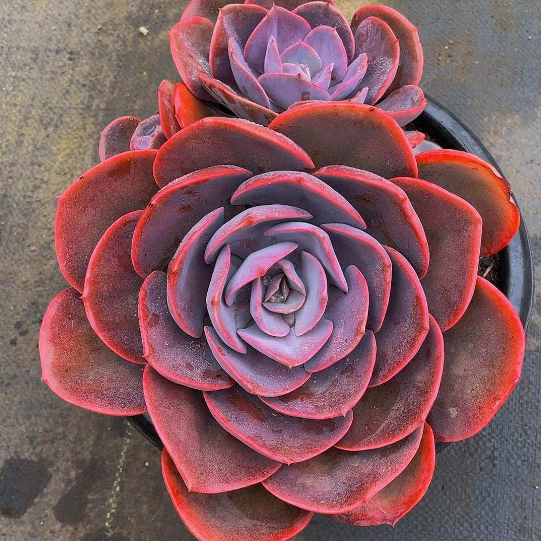 尘埃玫瑰多肉植物2001