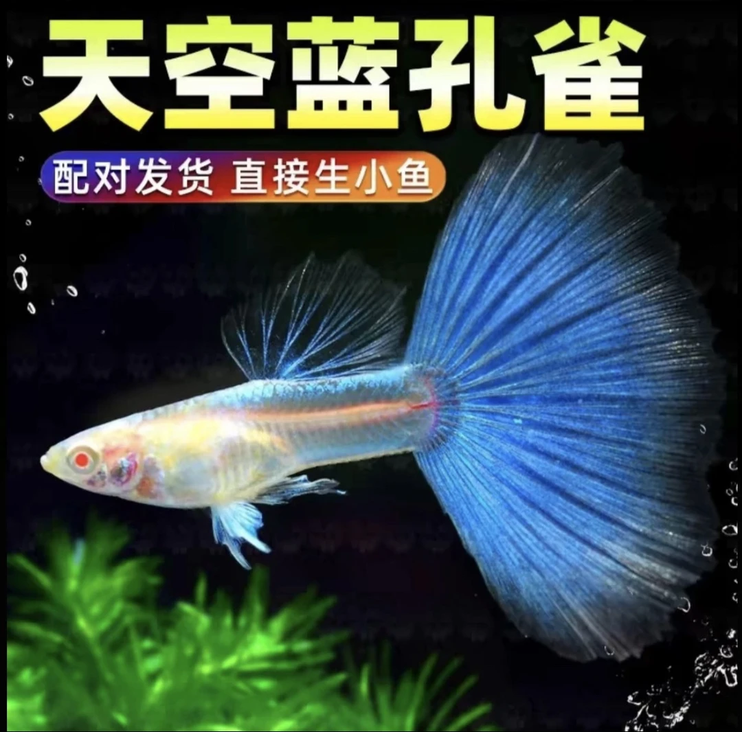 赛级天空蓝爆肚种鱼