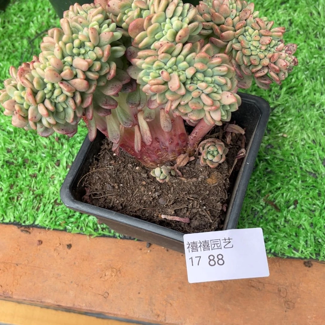 洁*1788香奈尔缀多肉植物