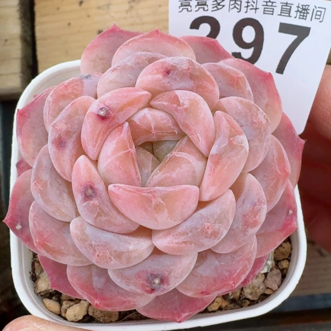 胖粉魄         精品多肉