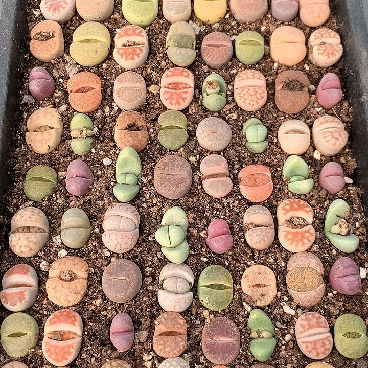 彩套非常非常好看