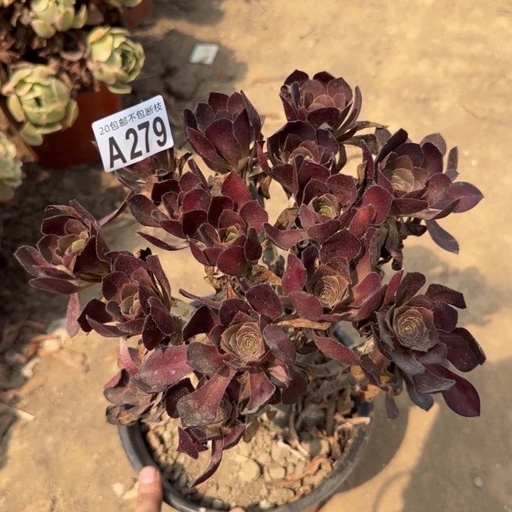 圆叶……多肉植物……