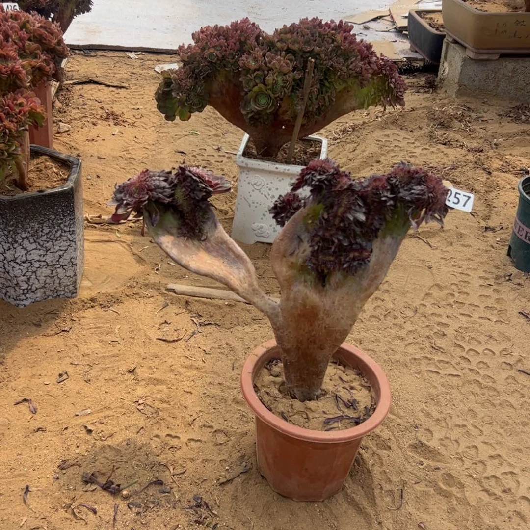 铜壶257官府40厘米