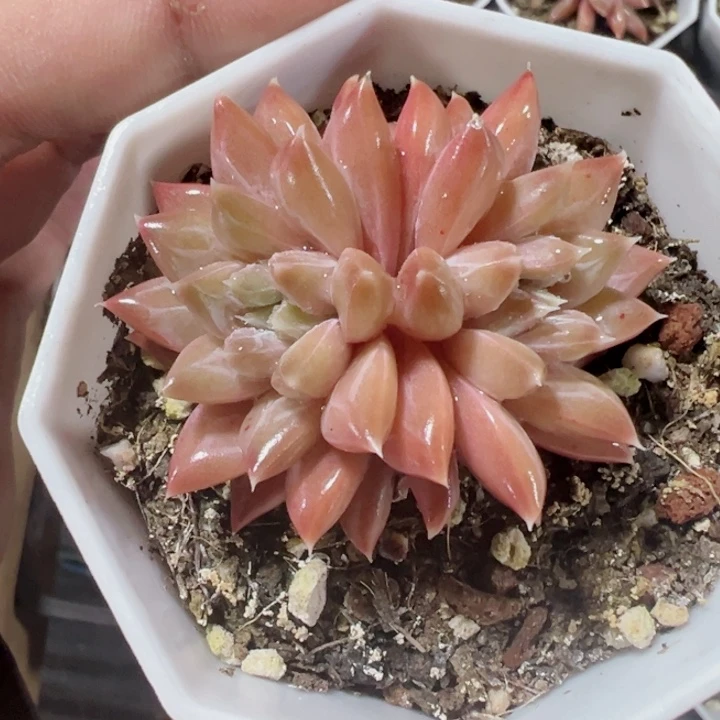 梵高精品多肉植物大战