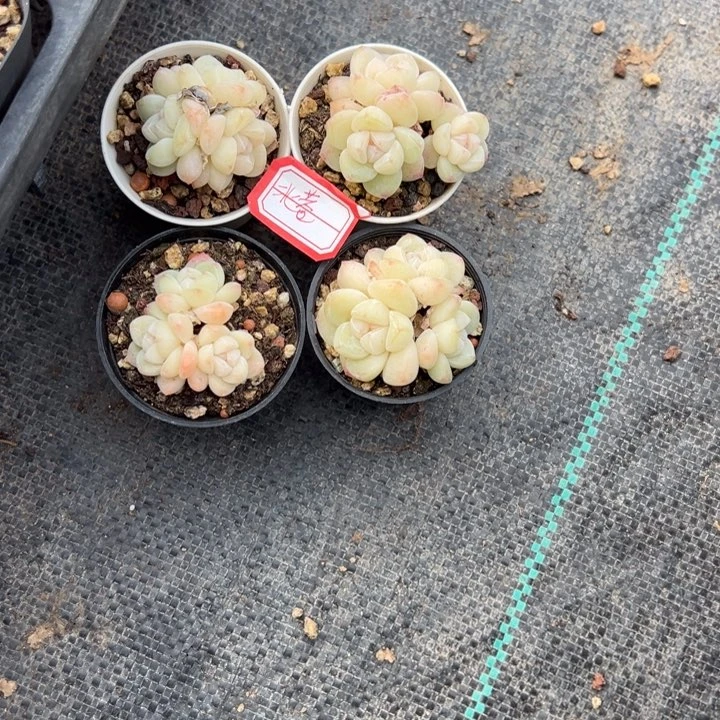 北巷一物一拍专拍