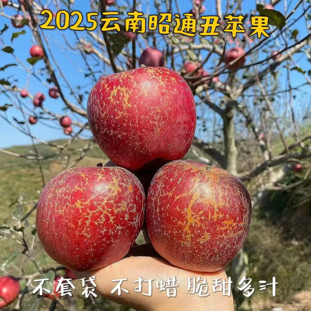 云南昭通丑苹果头茬采摘脆甜多汁新鲜水果
